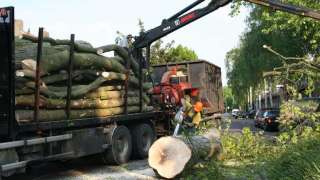 bomen versnipperen in boxtel